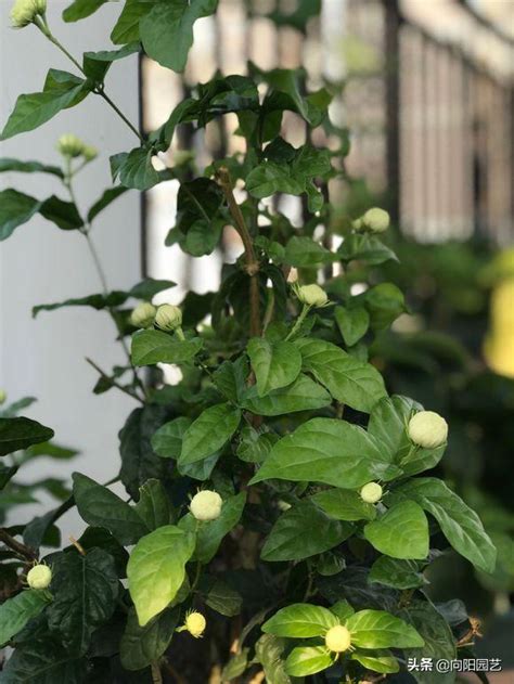 虎頭茉莉風水|家里養盆“大虎頭”，掌握小技巧天天都開花，這是養茉莉的高境界